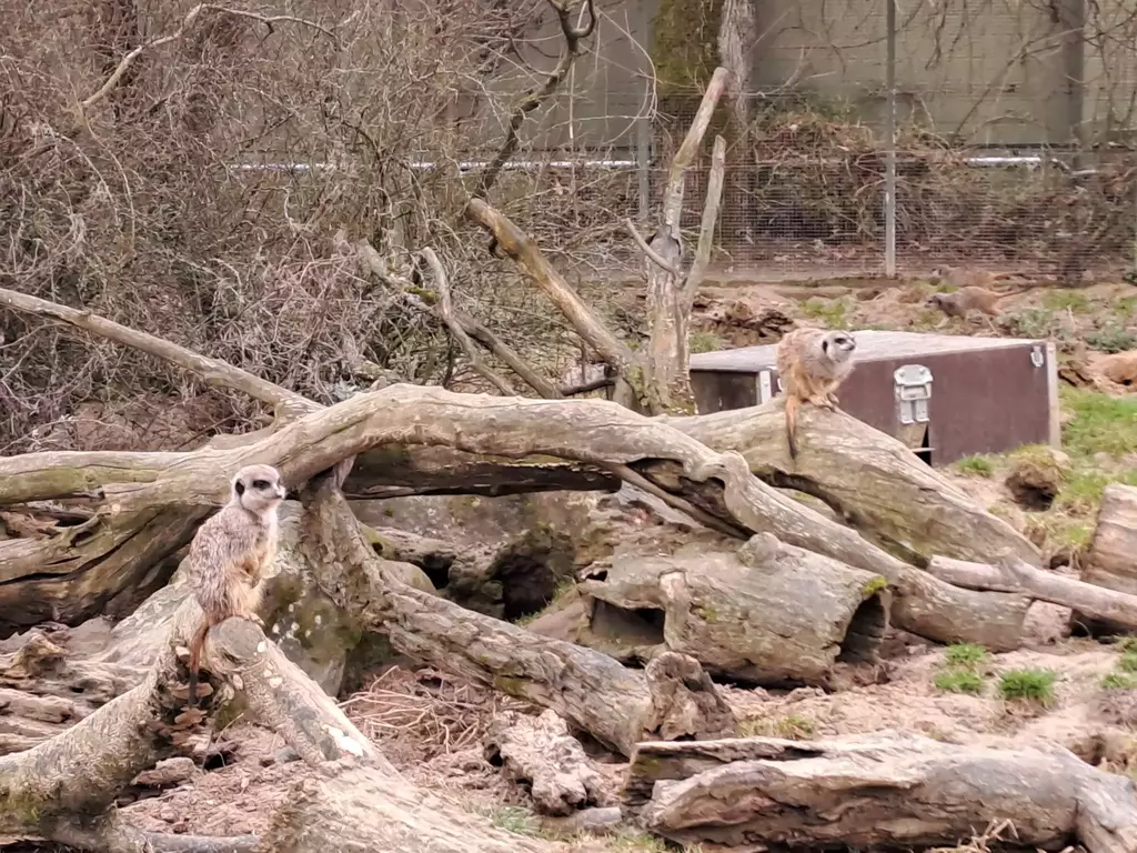 Zoo Köln Erdmännchen