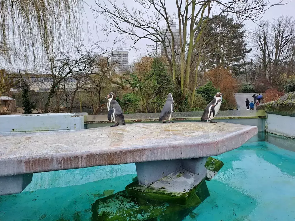 Kölner Zoo Pinguine