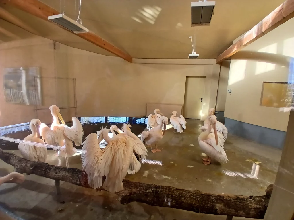 Krefeld zoo pelikane innen