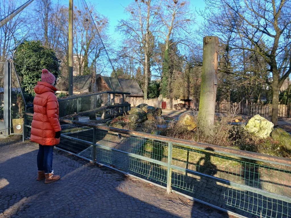 Krefeld zoo schneggi ochsen