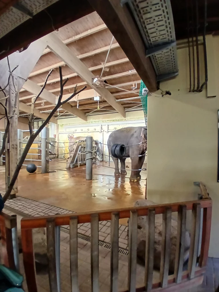 Zoo krefeld elefanten