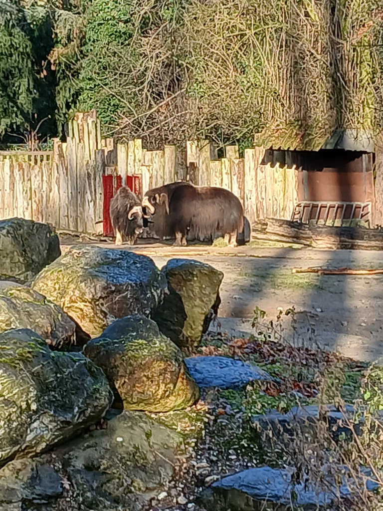 Zoo krefeld ochsen