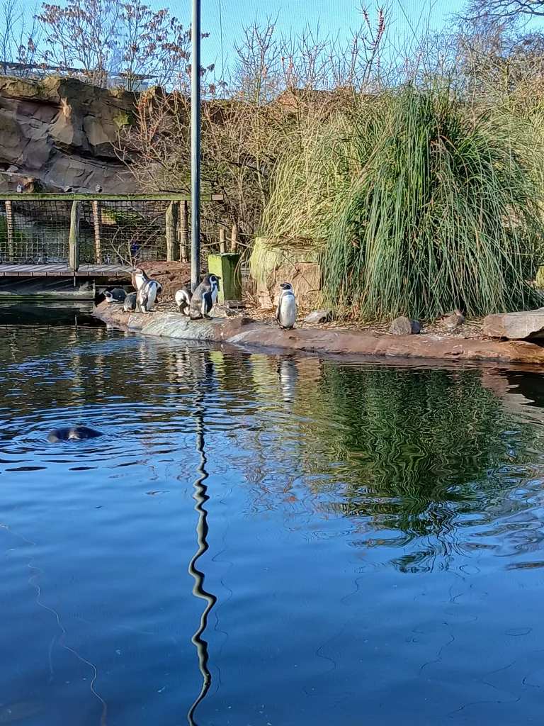 Zoo krefeld pinguine