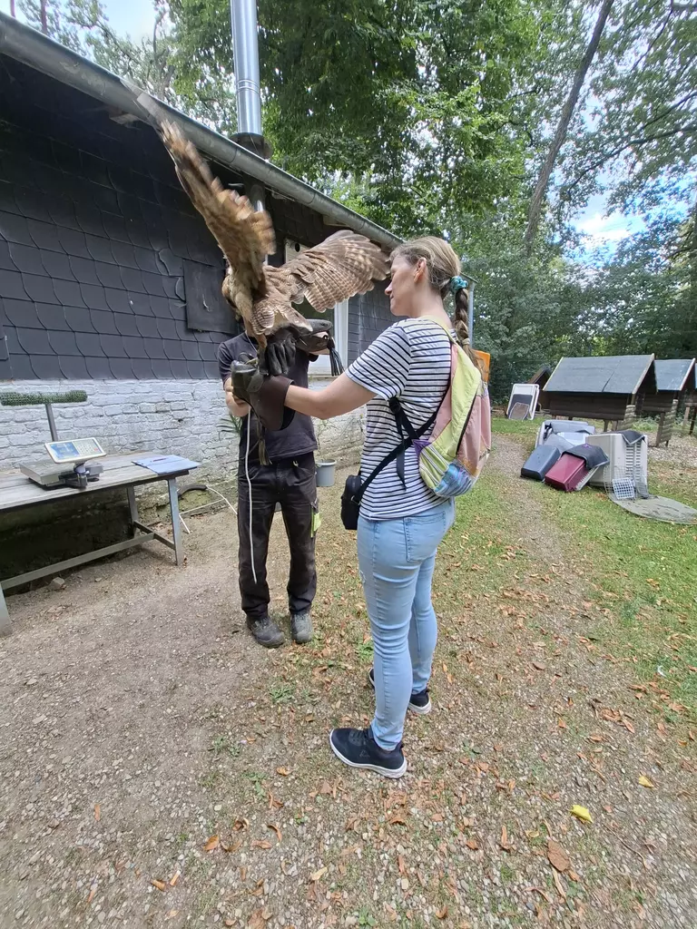 Falknerei Bergisch Land Eule auf dem Arm
