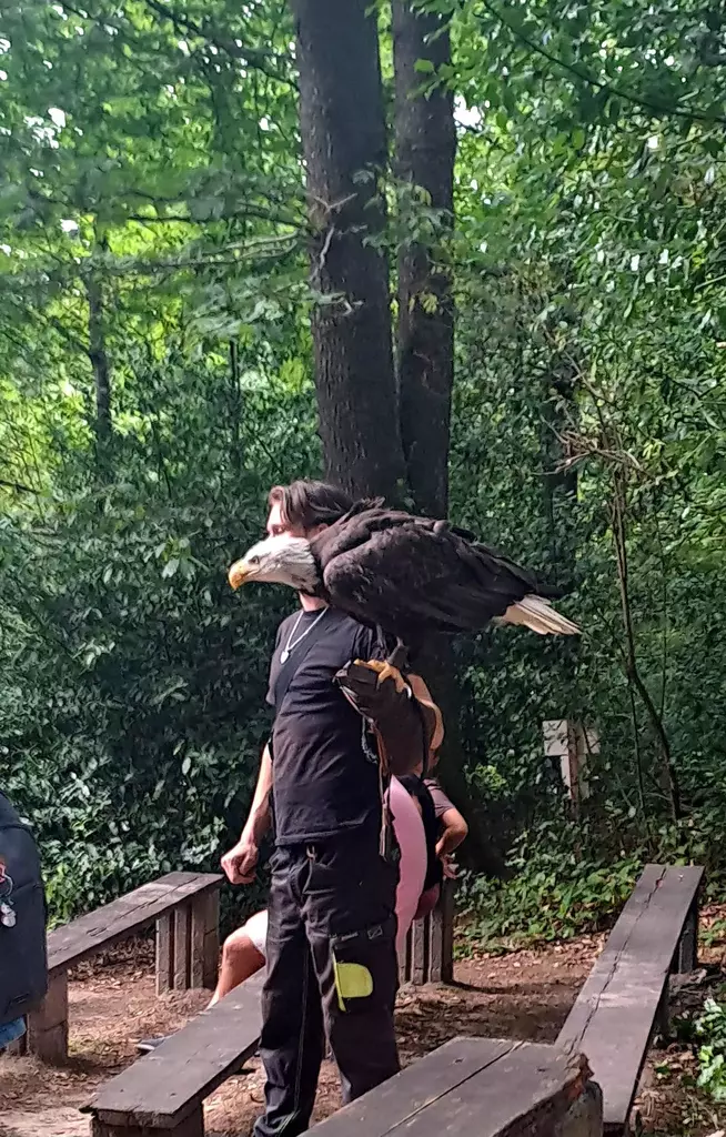 Falknerei Bergisch Land Greifvogelshow 2
