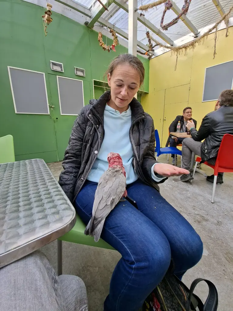 Papageienpark Bochum Erfahrung / Bewertung: Zwischen Kakadus, Aras und Kuchen 14 Papageienpark Bochum Rosa Kakadu Schoss